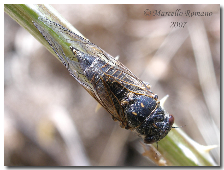 Una piccola cicala Tettigetta dimissa (Homoptera, Cicadidae)